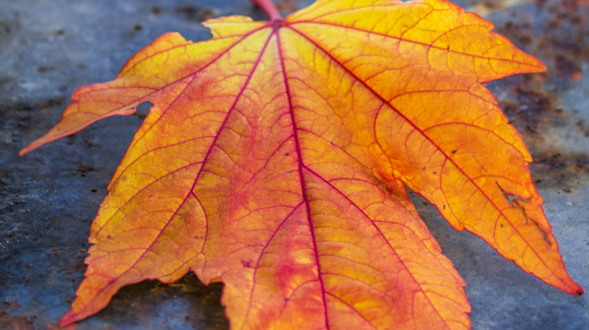 Ett höstlöv på regnig mark