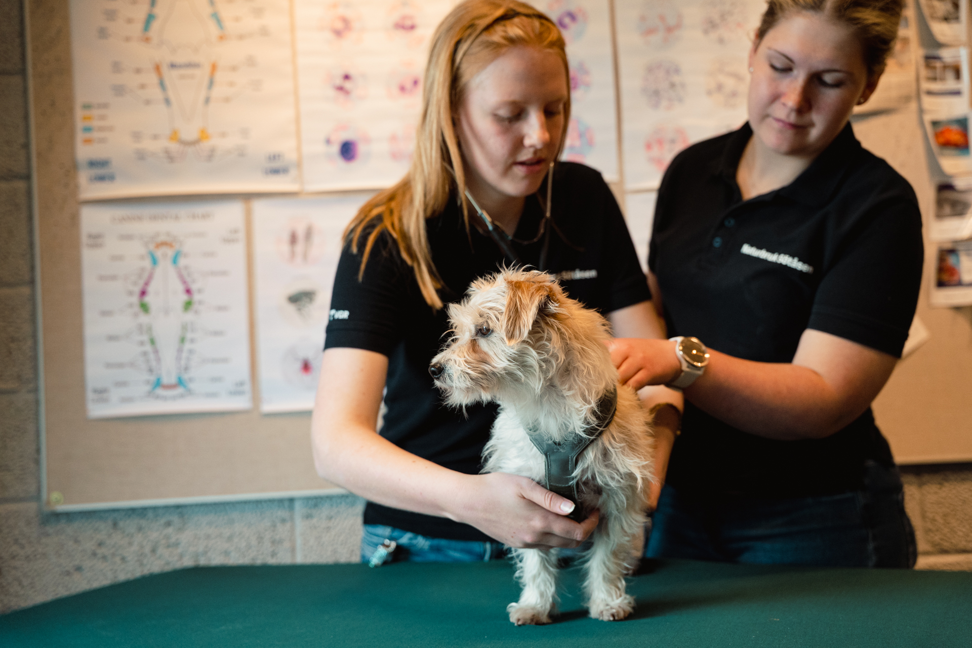 Två tjejer undersöker en hund med stetoskop