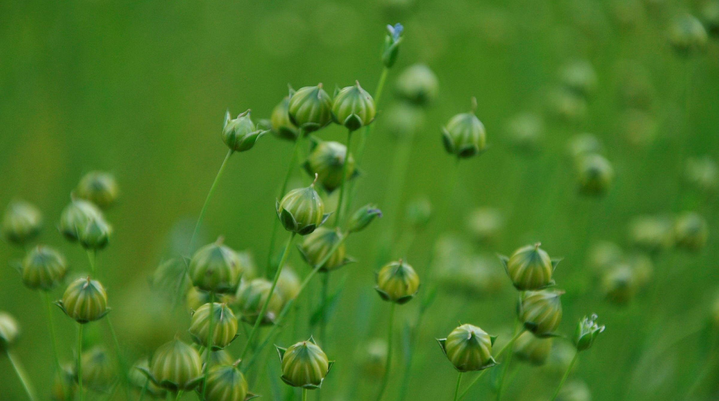 Närbild på gröna linknoppar i ett grönt fält