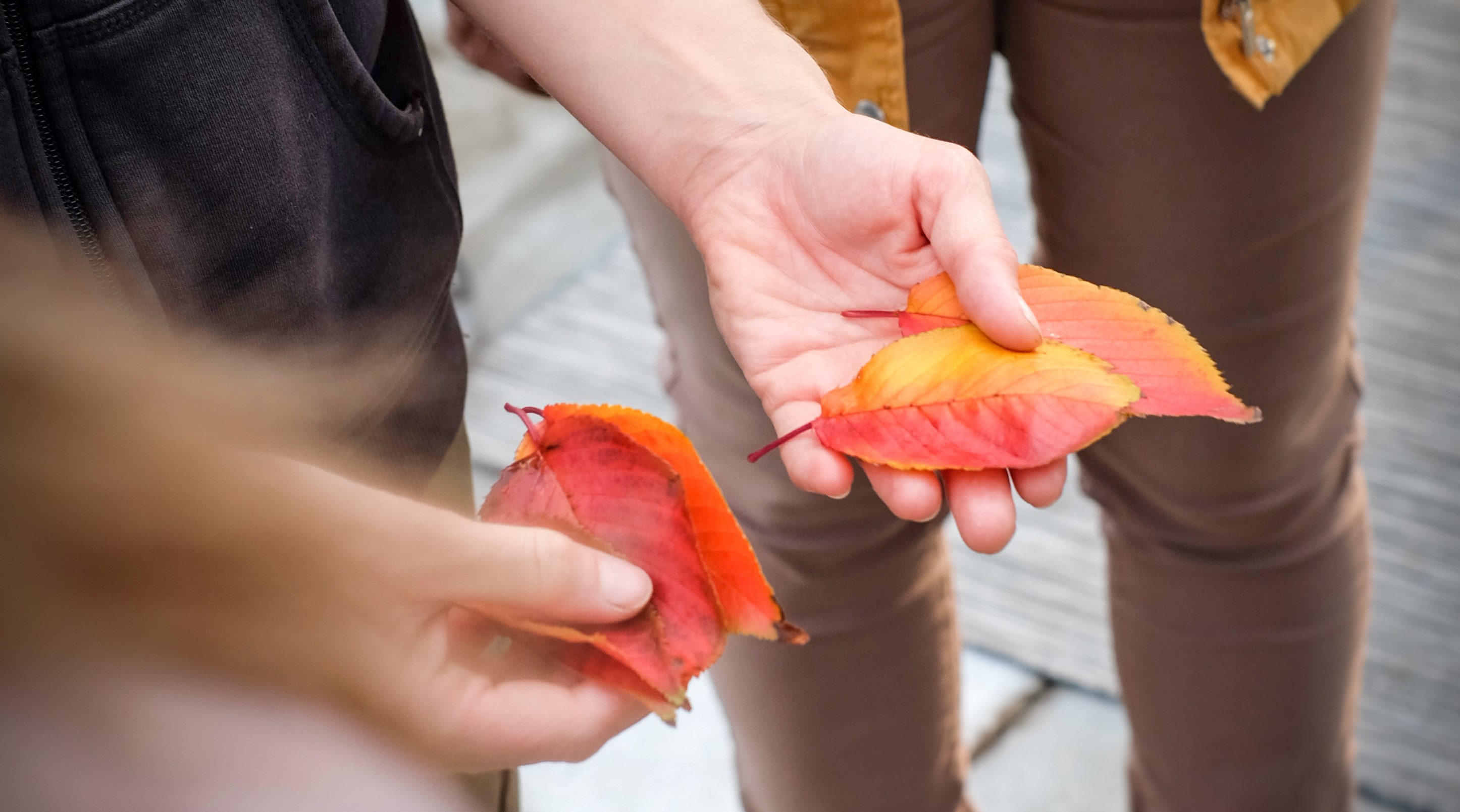 Vandring i Lärjedalen med Grön rehab, Angereds Närsjukhus.