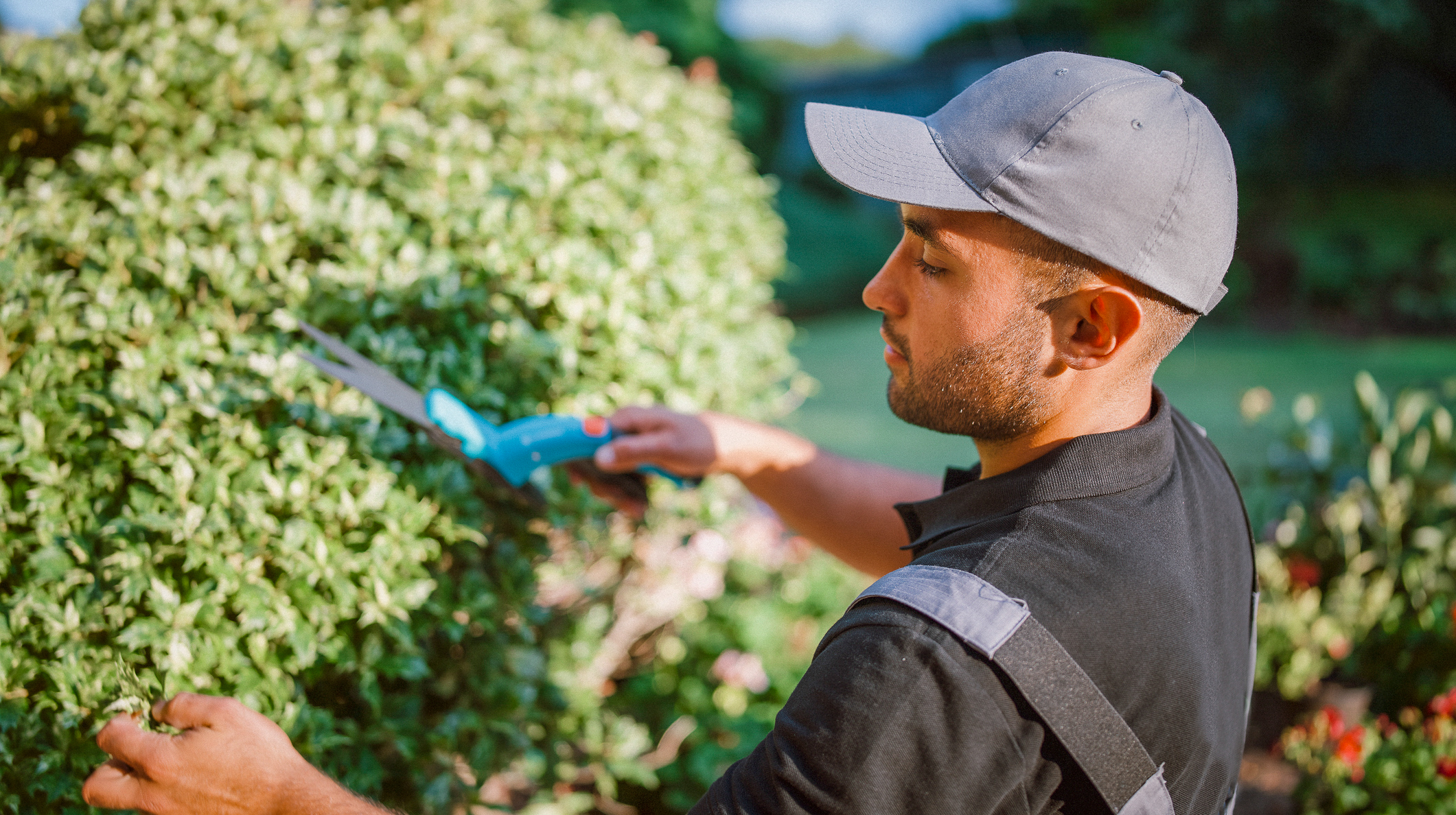 Person håller i handverktyg och klipper en häck