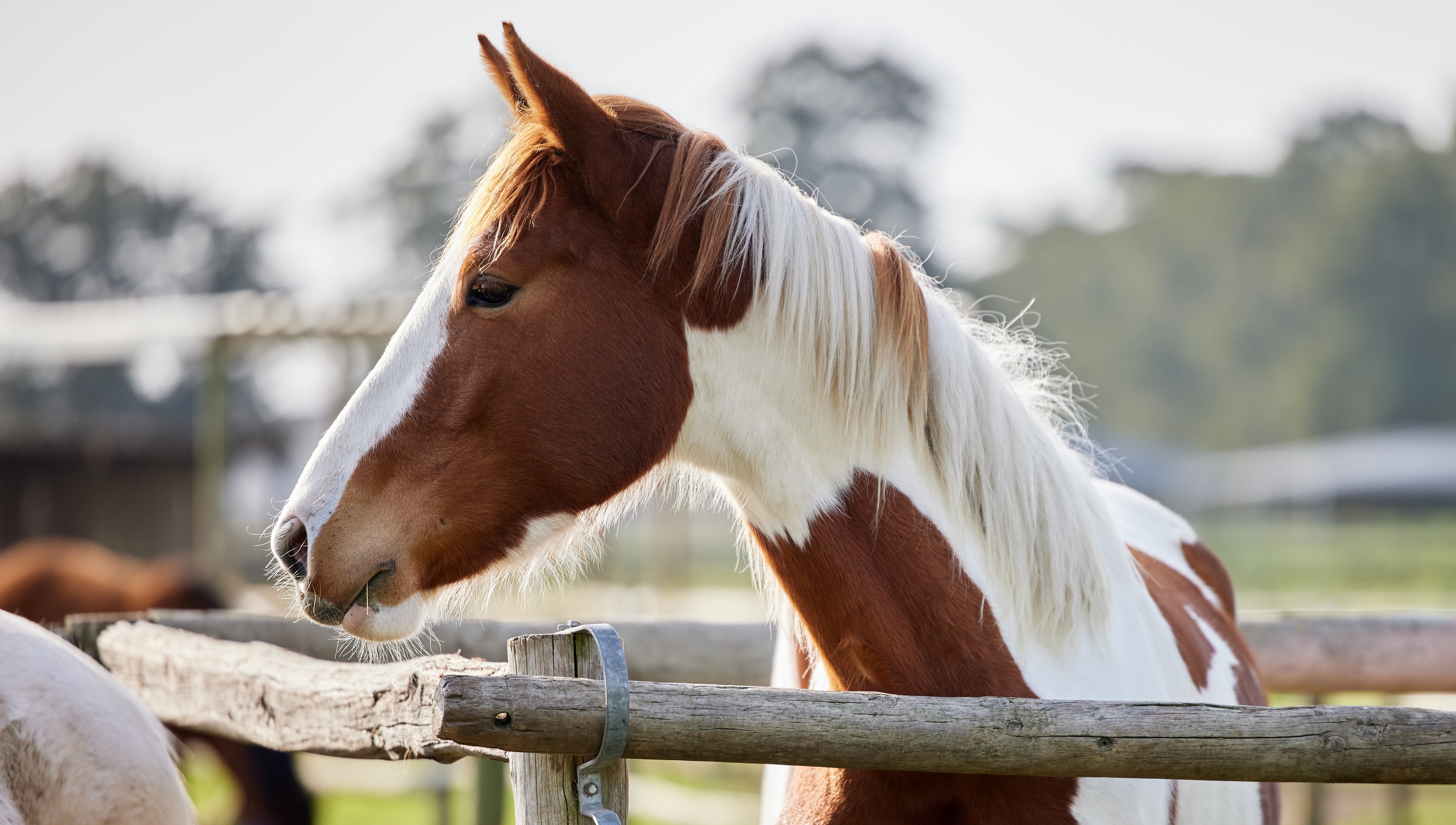 Häst i fokus med trästängsel framför