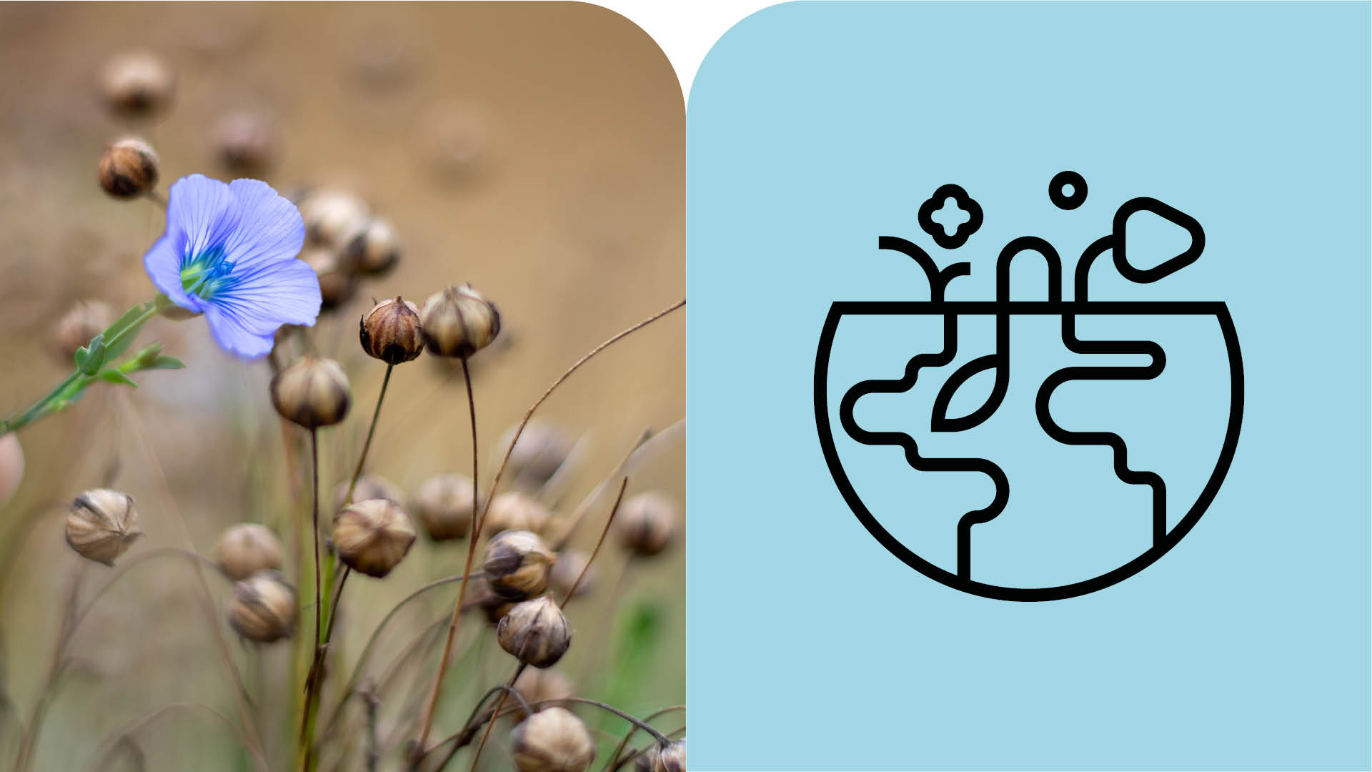 Bild med en linblomma och en ikon för klimat på andra sidan bilden