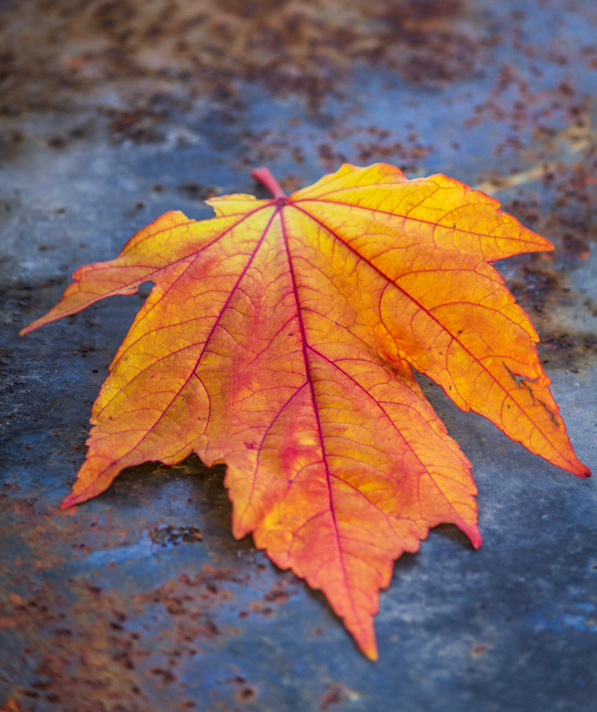 Ett gult höstlöv mot regnig asfalt