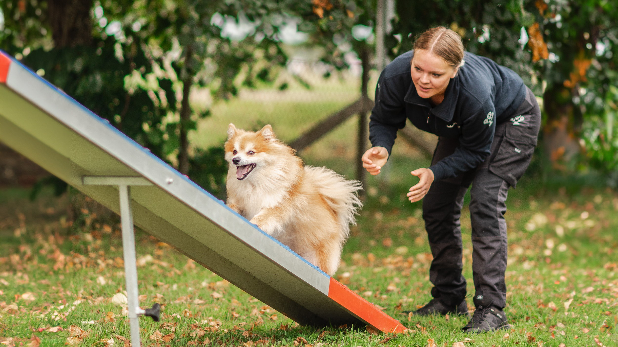 Elev tränar hund som springer på lutande bräda